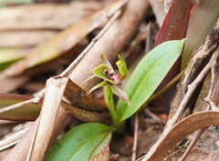 Chiloglottis jeanesii