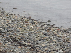 Charadrius vociferus