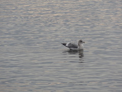 Larus brachyrhynchus