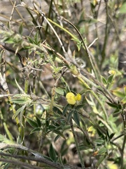 Stylosanthes fruticosa