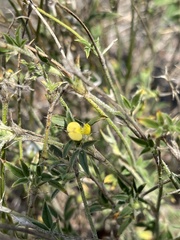 Stylosanthes fruticosa