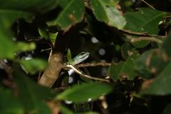 Leptophis ahaetulla