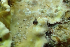 Eatoniella