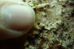 Eatoniella