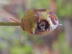 Solenotichus circuliferus
