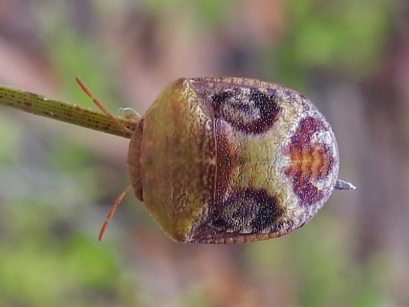 Solenotichus circuliferus