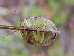 Solenotichus circuliferus