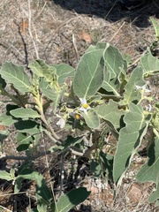 Solanum lichtensteinii