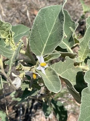 Solanum lichtensteinii