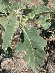 Solanum lichtensteinii