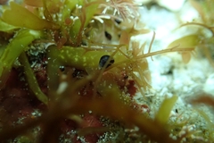 Eatoniella