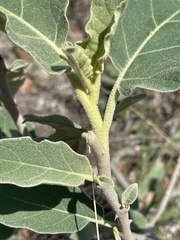 Solanum lichtensteinii