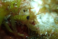 Eatoniella