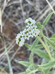 Heliotropium steudneri