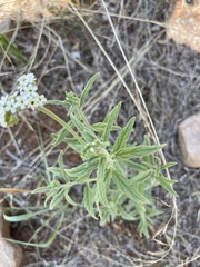 Heliotropium steudneri