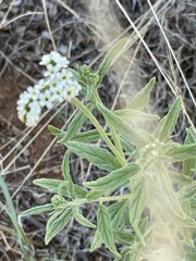 Heliotropium steudneri