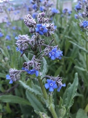 Cynoglottis barrelieri