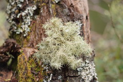 Usnea molliuscula