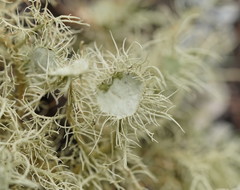 Usnea molliuscula