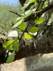 Commiphora glandulosa