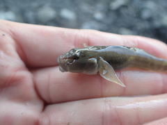 Rhinogobius candidianus