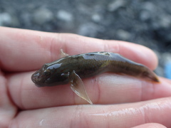 Rhinogobius candidianus