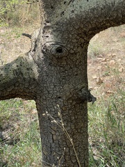 Commiphora glandulosa