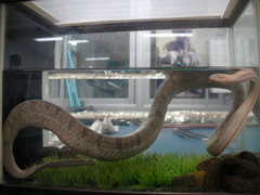 Hydrophis schistosus