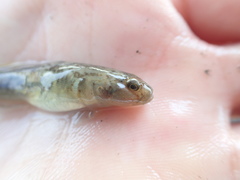 Rhinogobius similis