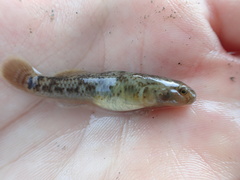 Rhinogobius similis