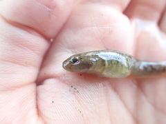 Rhinogobius similis