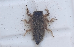 Anotogaster sieboldii