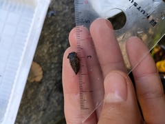 Anotogaster sieboldii