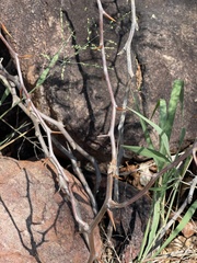 Asparagus buchananii