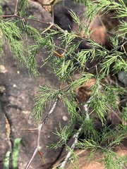 Asparagus buchananii