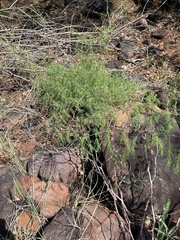 Asparagus buchananii