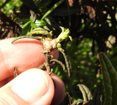 Neolasioptera mimuli