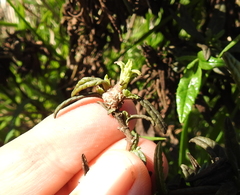 Neolasioptera mimuli