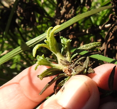 Neolasioptera mimuli