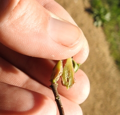 Neolasioptera mimuli