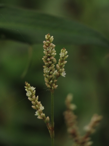 Image of Persicaria barbata by (c) chiuluan, some rights reserved (CC BY)