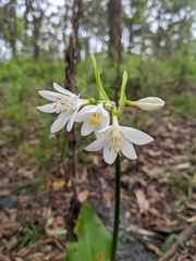 Proiphys cunninghamii