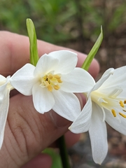 Proiphys cunninghamii