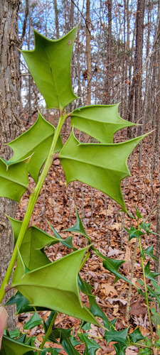Ilex cornuta