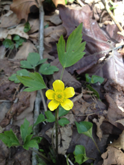 Ranunculus hispidus