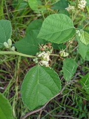 Grewia latifolia