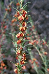 Mirbelia pungens