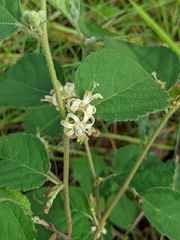 Grewia latifolia