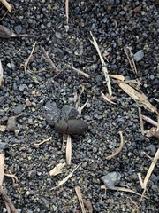 Gonocephalum simplex