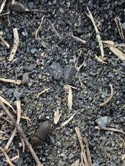 Gonocephalum simplex